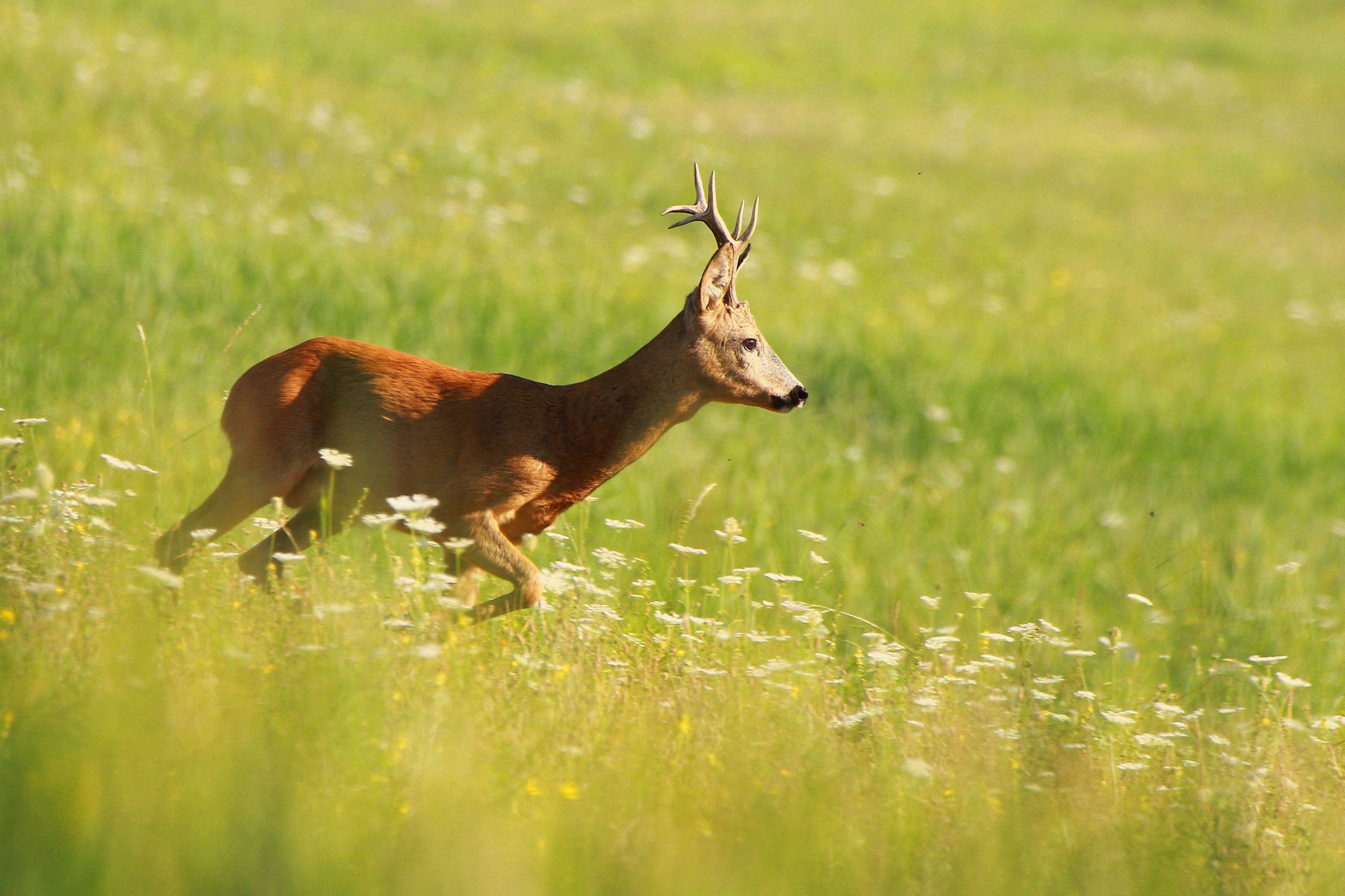 Grow Your Business Strategically: Chase Antelope, Not Mice